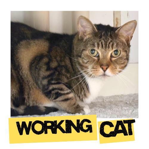 PETER, Adoptable, Adult Male Domestic Short Hair.