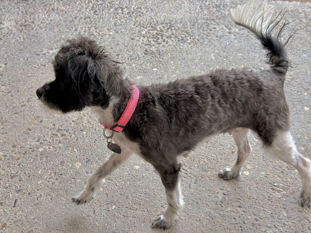 Summer, an adopted mixed breed in El Paso, TX image 6/6