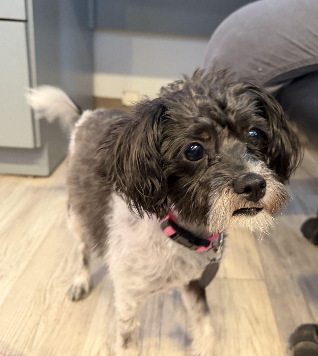 Summer, adopted, Young Female Terrier.