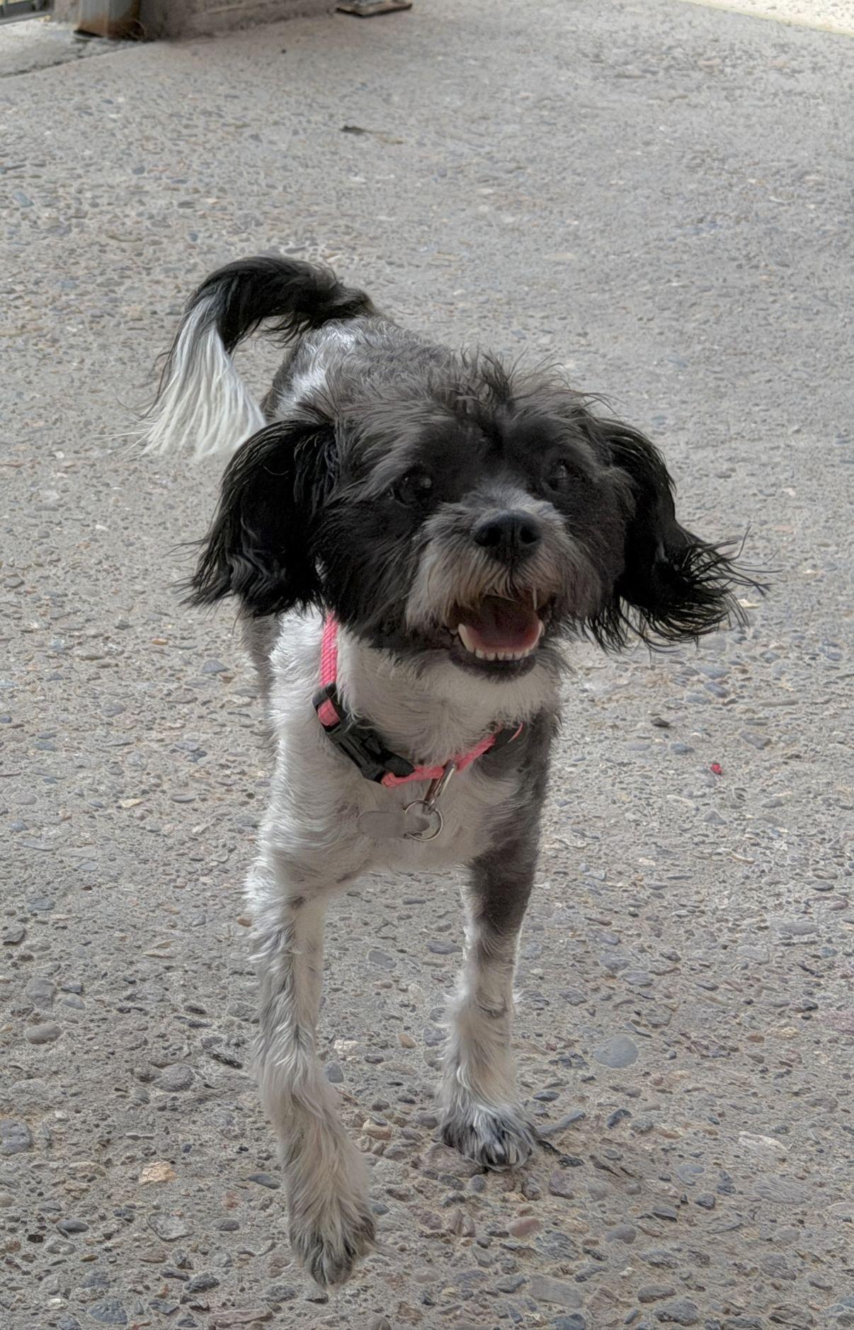 Summer, an adopted mixed breed in El Paso, TX image 2/6