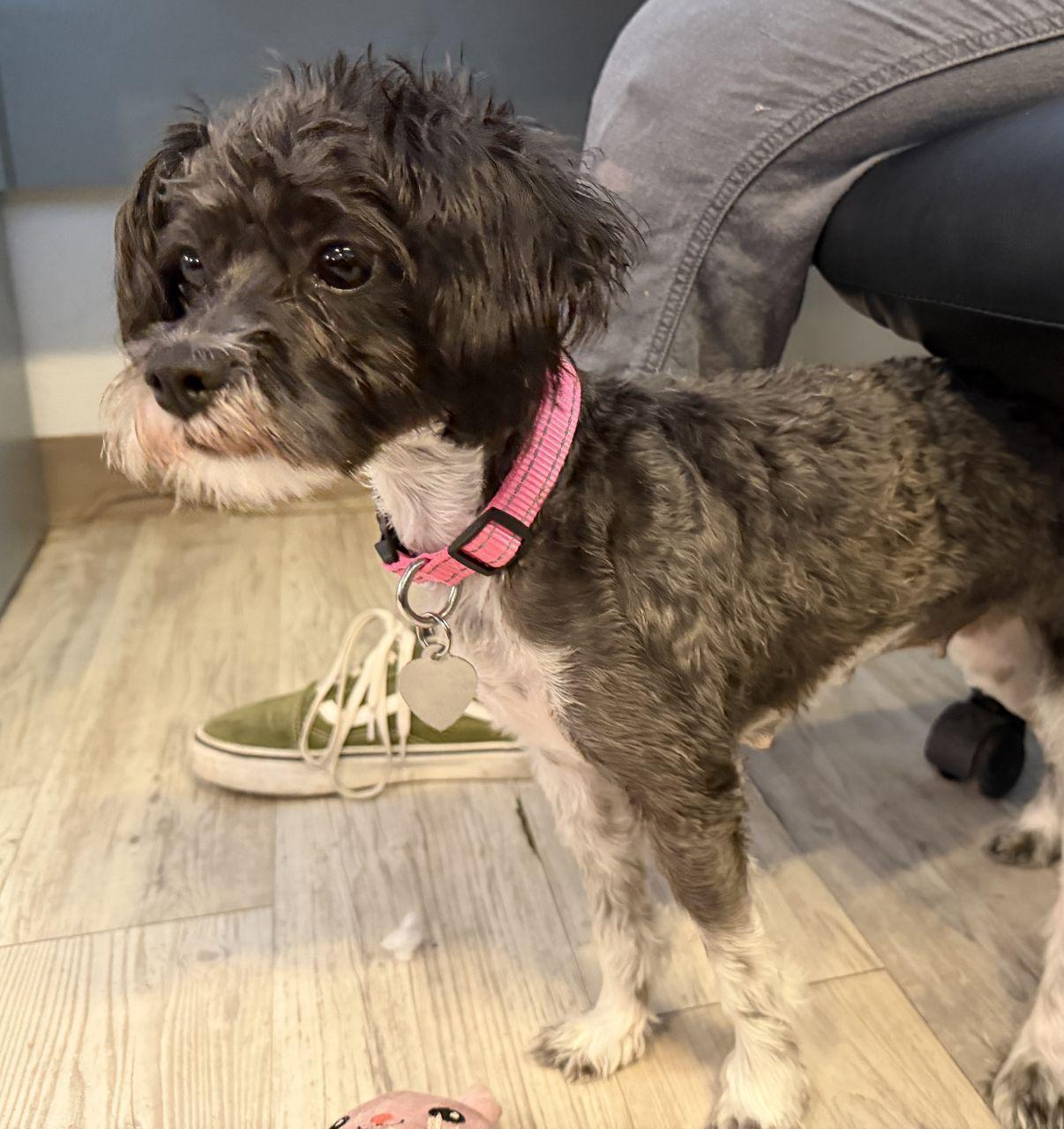 Summer, an adopted mixed breed in El Paso, TX image 3/6
