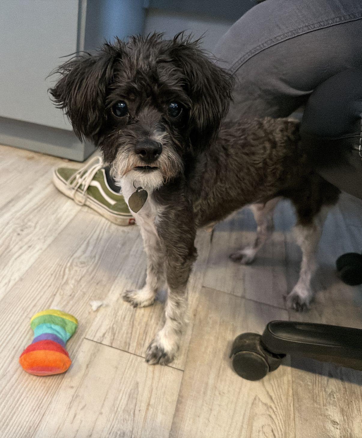 Summer, an adopted mixed breed in El Paso, TX image 5/6