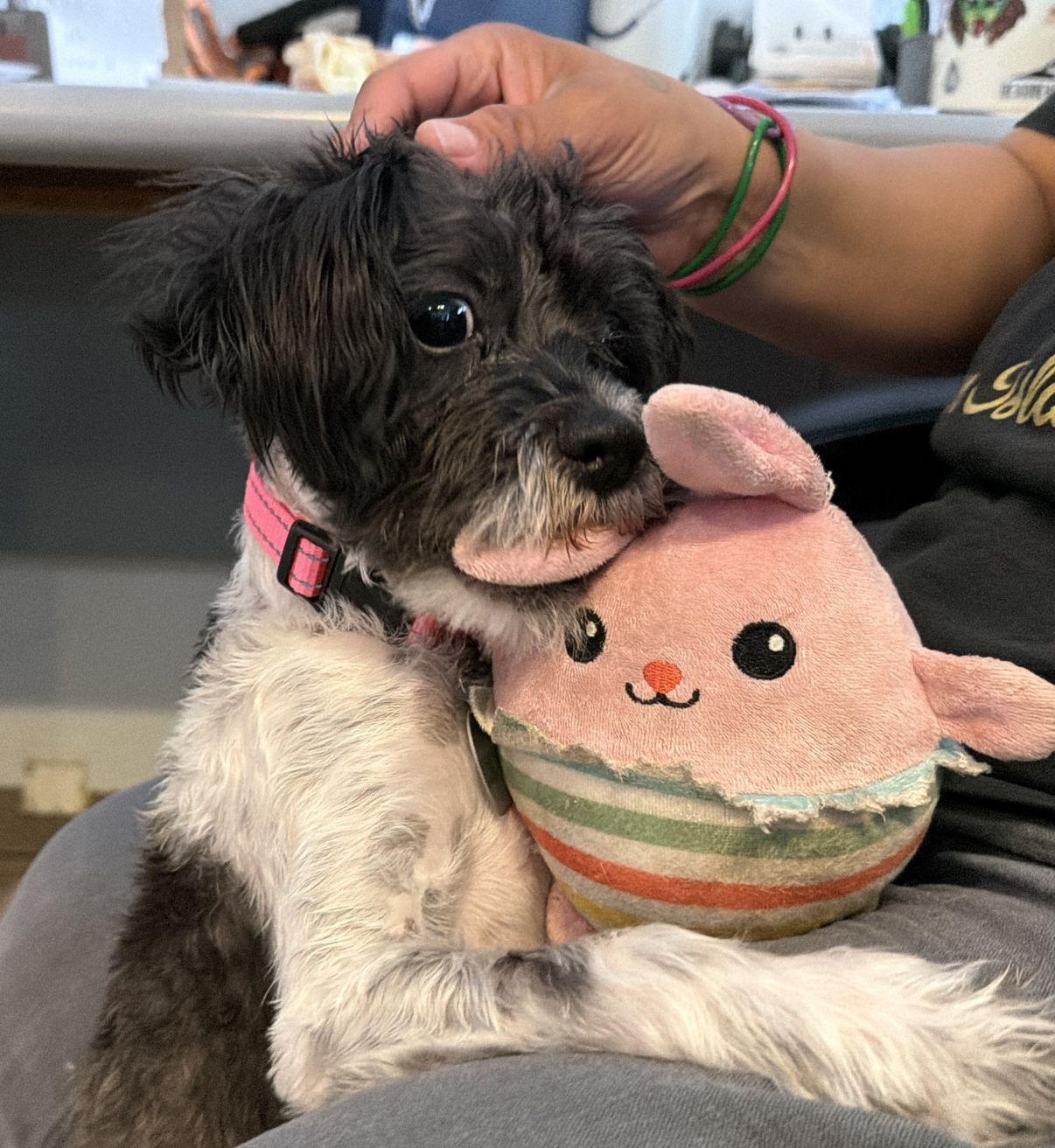 Summer, an adopted mixed breed in El Paso, TX image 4/6