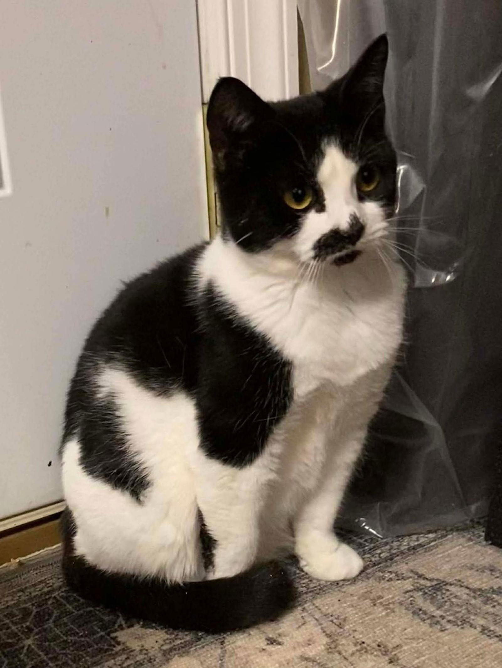 Vevan — thumbnail 2