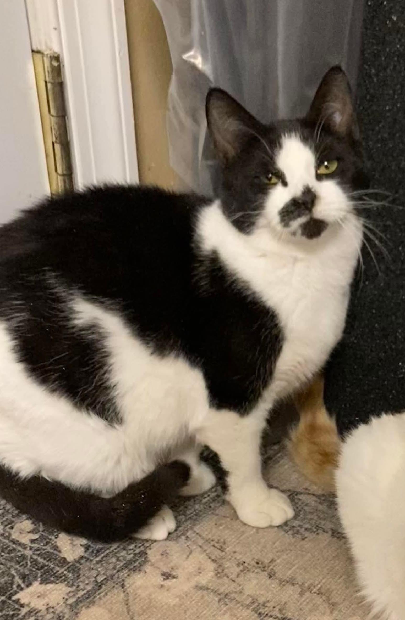 Vevan — thumbnail 3