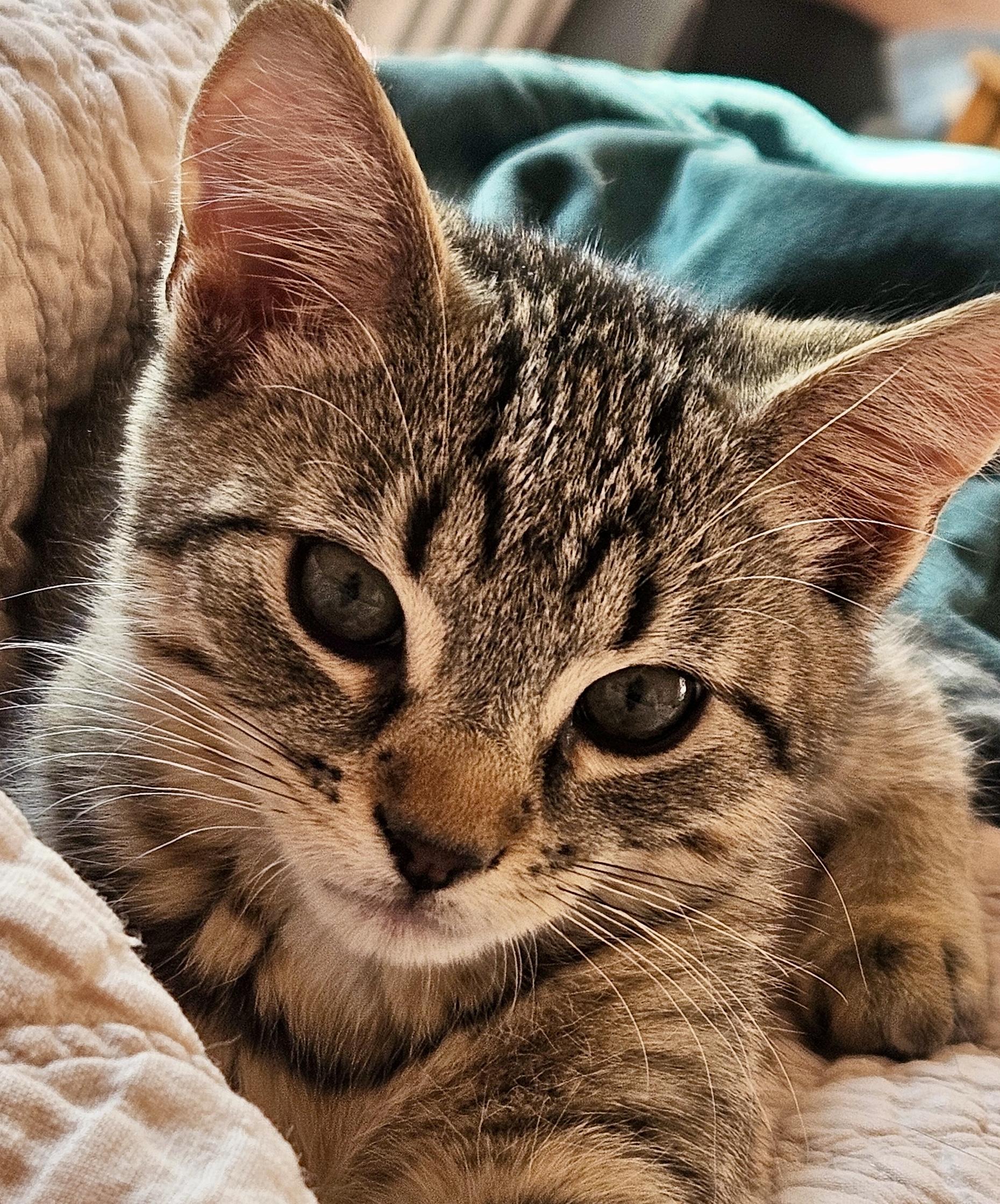 Reid and Saco - the parks brothers, Baby Male Domestic Short Hair