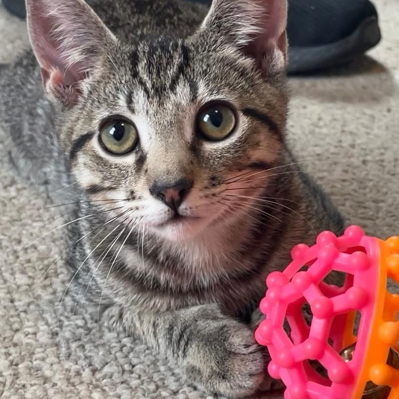 Itty Bitty, a ADOPTABLE Tabby in Central Falls, RI image 1/6