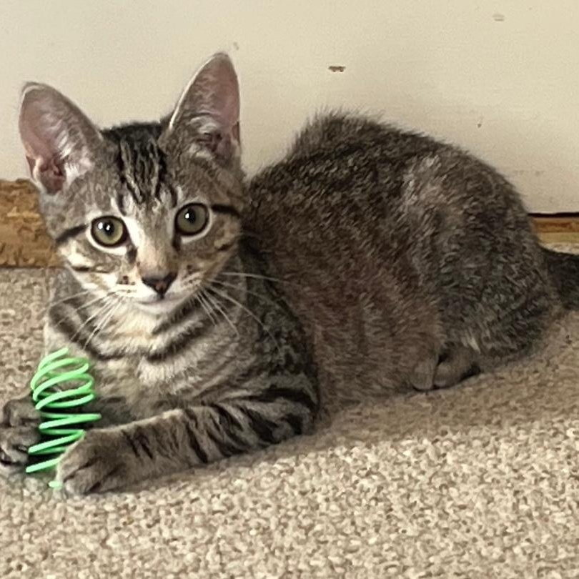 Itty Bitty, a ADOPTABLE Tabby in Central Falls, RI image 3/6