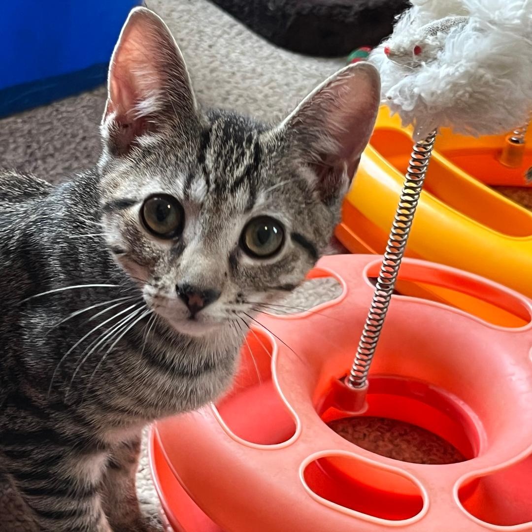 Itty Bitty, ADOPTABLE, Kitten Male Tabby.