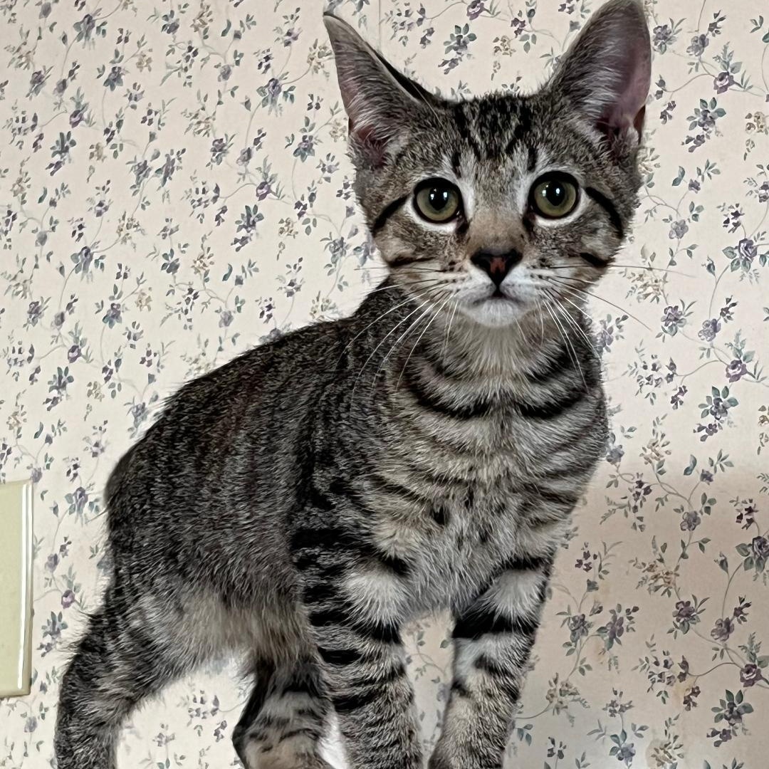 Itty Bitty, a ADOPTABLE Tabby in Central Falls, RI image 5/6