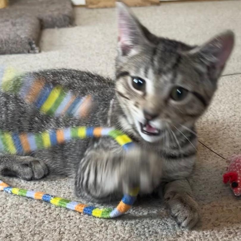 Itty Bitty, a ADOPTABLE Tabby in Central Falls, RI image 6/6