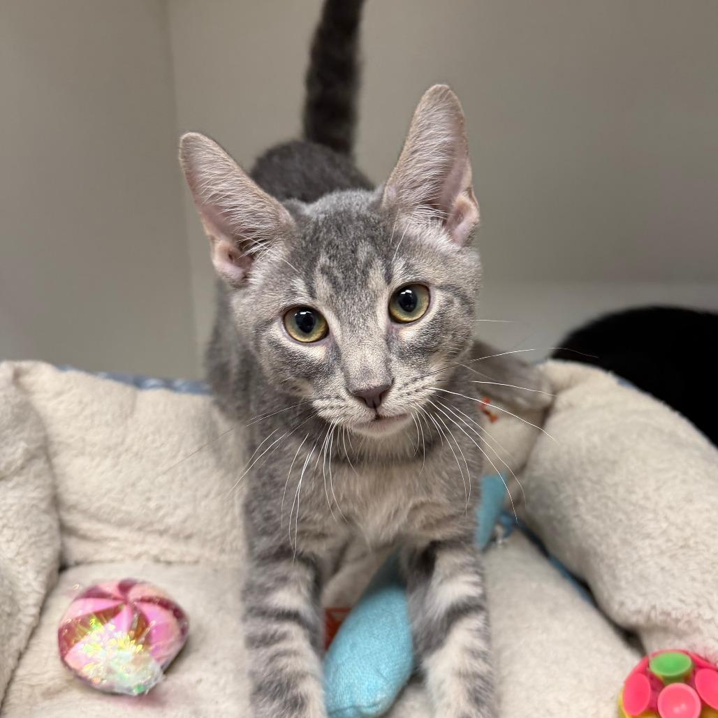 Enlarge Chips Ahoy, a Adoptable Domestic Short Hair in Stillwater, OK image 1/1