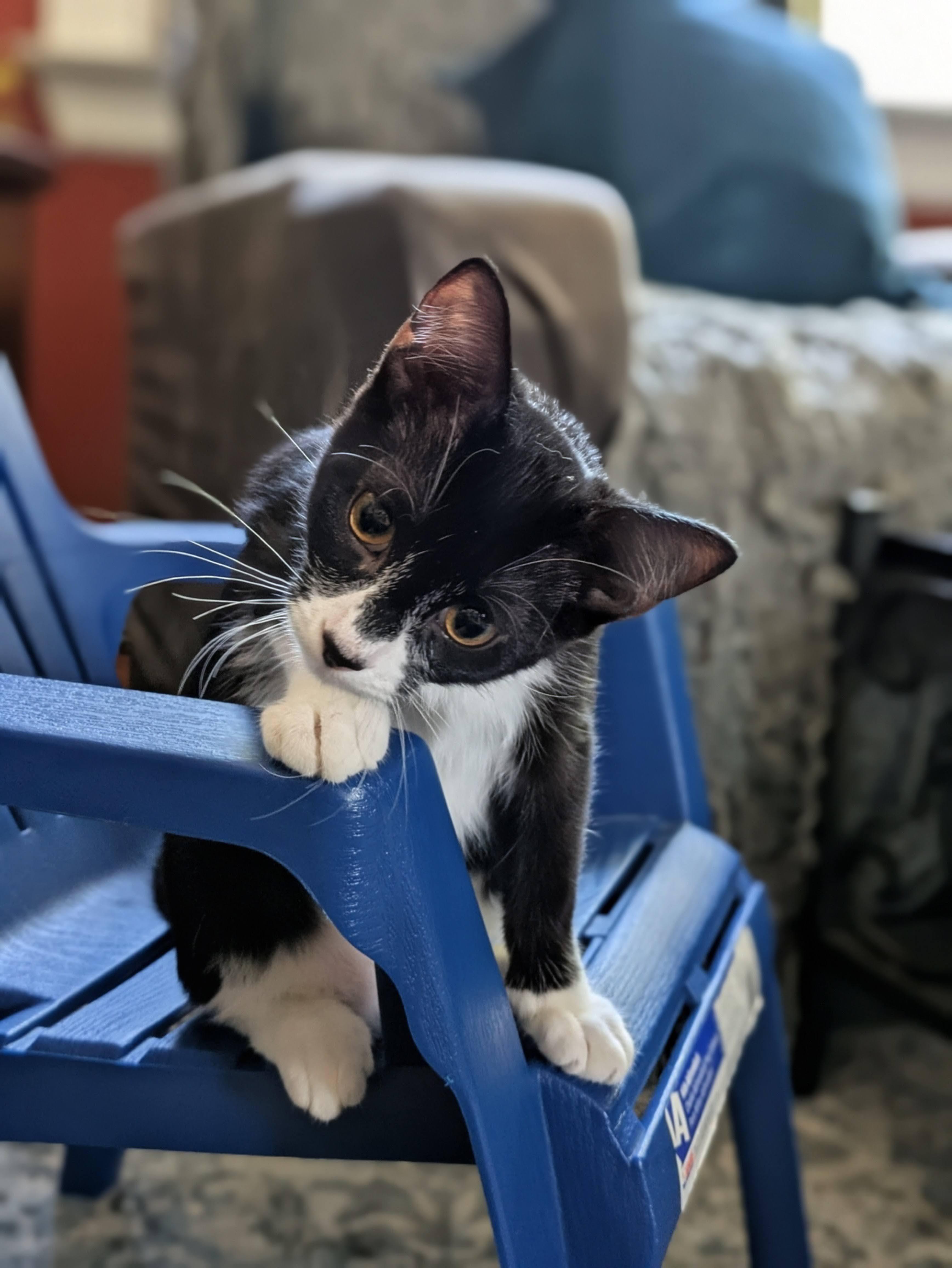 Spanky, Adoptable, Young Female Domestic Medium Hair.