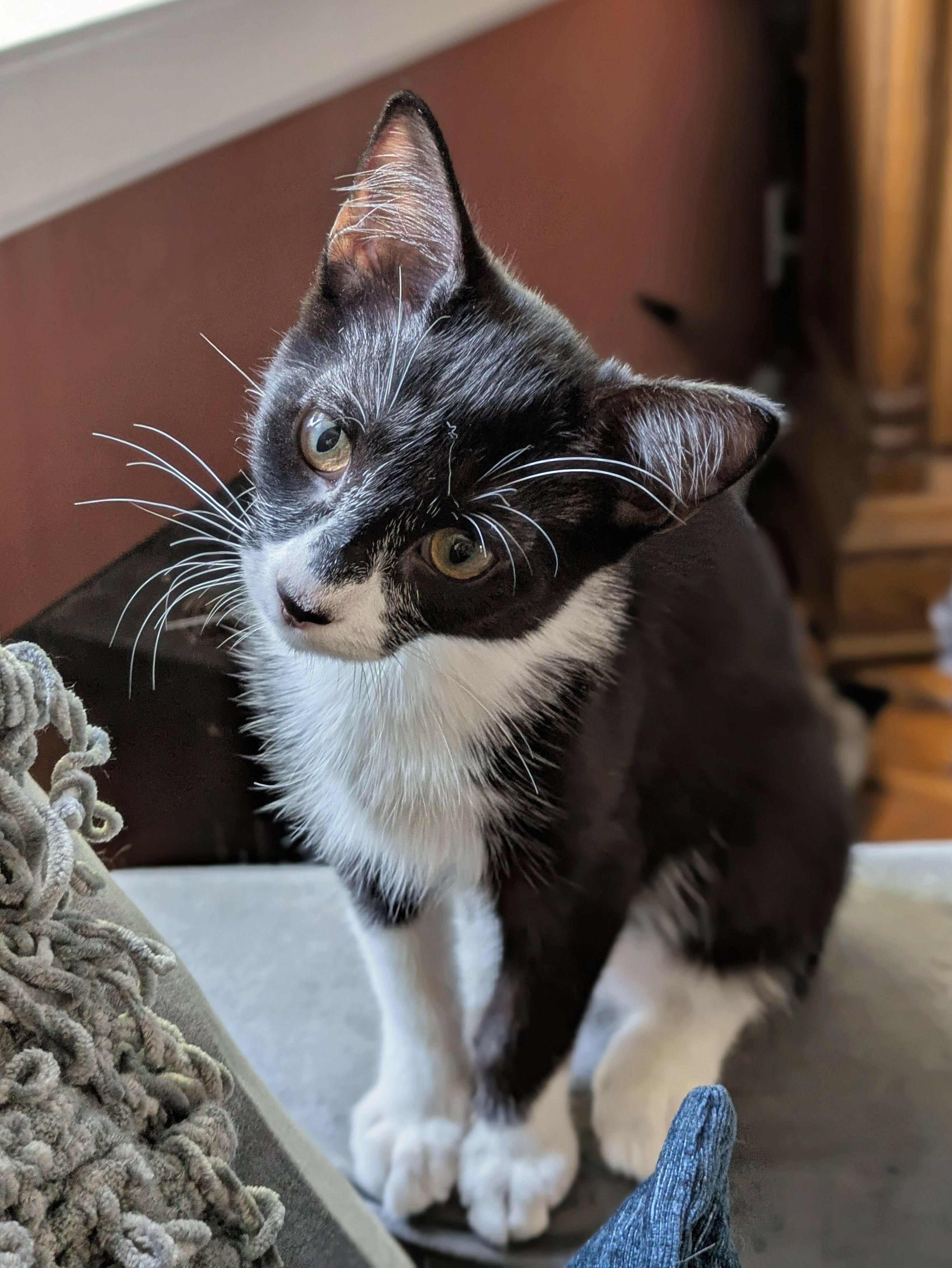 Enlarge Spanky, a Adoptable Domestic Medium Hair in Chicago, IL image 3/4