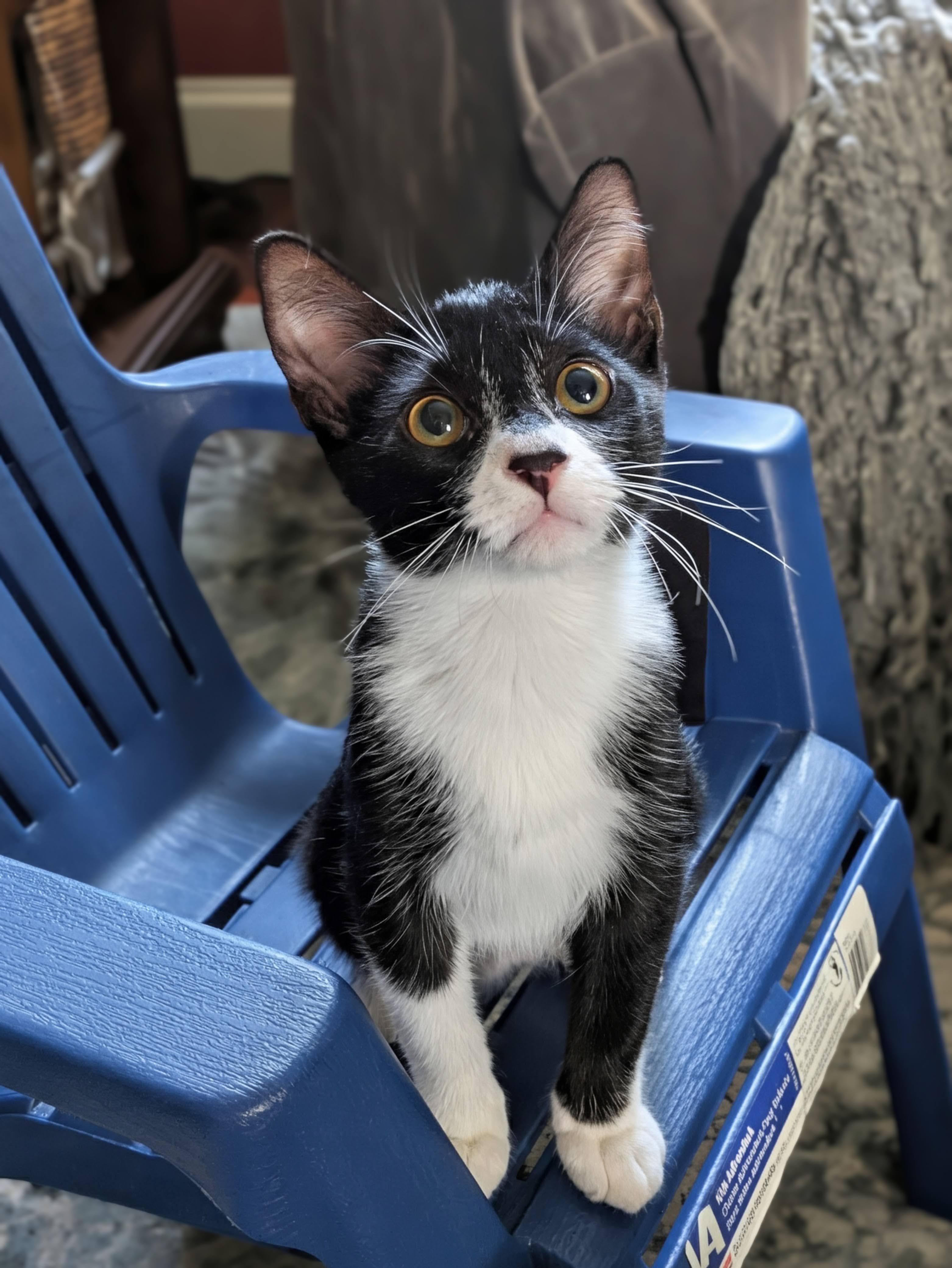 Enlarge Spanky, a Adoptable Domestic Medium Hair in Chicago, IL image 4/4