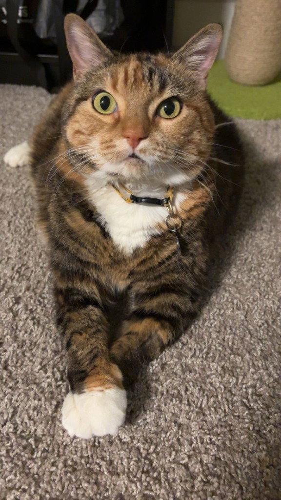 Enlarge Giavanna, a Adoptable Domestic Short Hair in Battle Ground, WA image 1/3