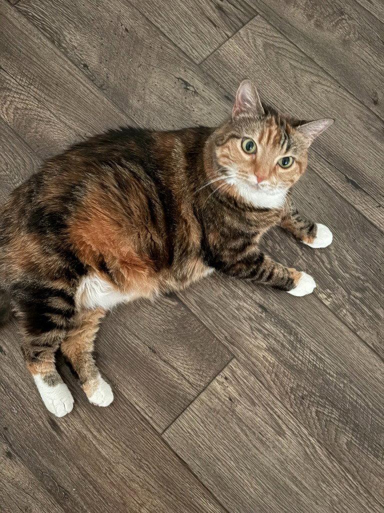 Enlarge Giavanna, a Adoptable Domestic Short Hair in Battle Ground, WA image 3/3