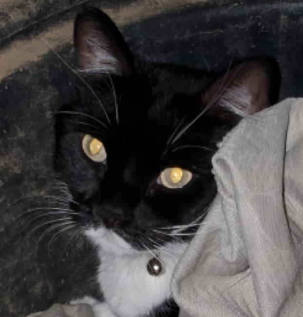 Enlarge Katniss, a Adopted mixed breed in Bolivar, MO image 1/1