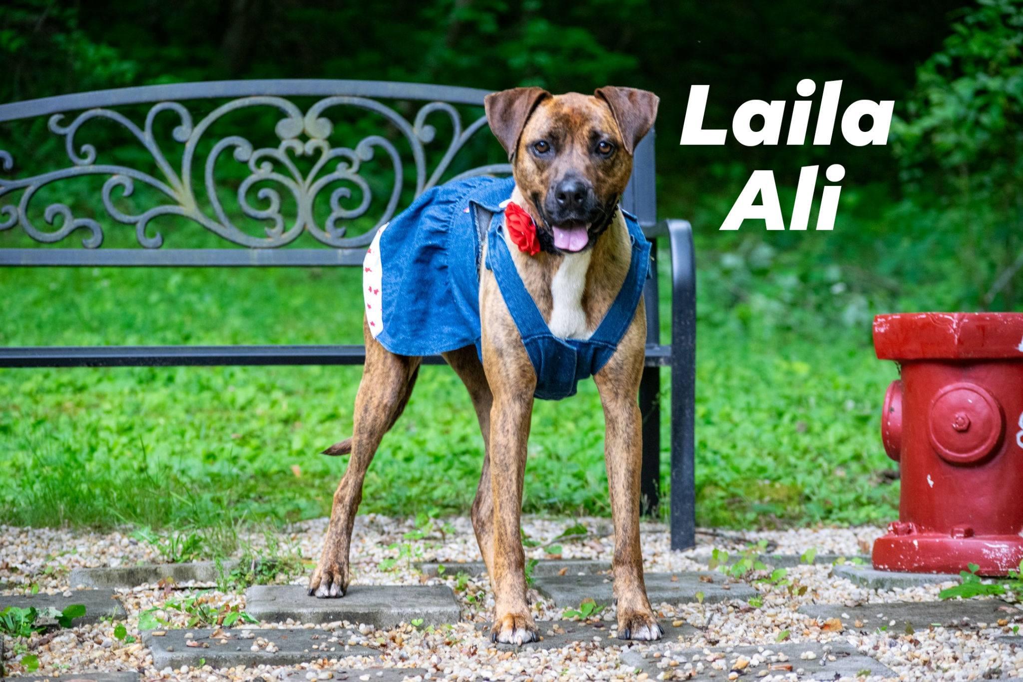 Laila Ali, a ADOPTABLE mixed breed in Sevierville, TN image 1/5