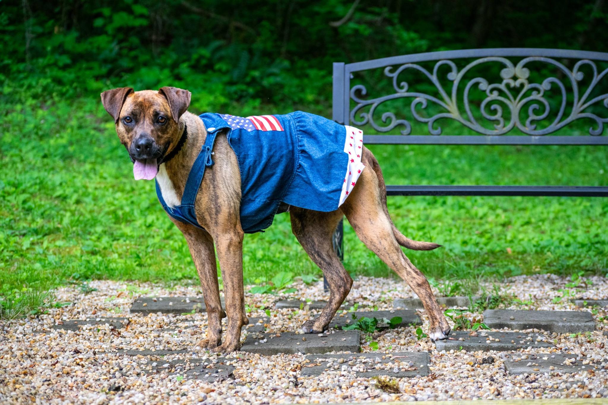 Laila Ali, a ADOPTABLE mixed breed in Sevierville, TN image 3/5
