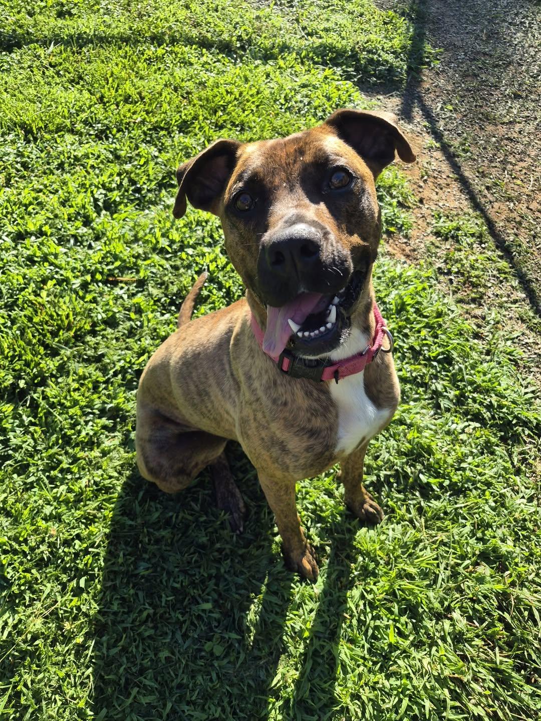 Laila Ali, a ADOPTABLE mixed breed in Sevierville, TN image 5/5