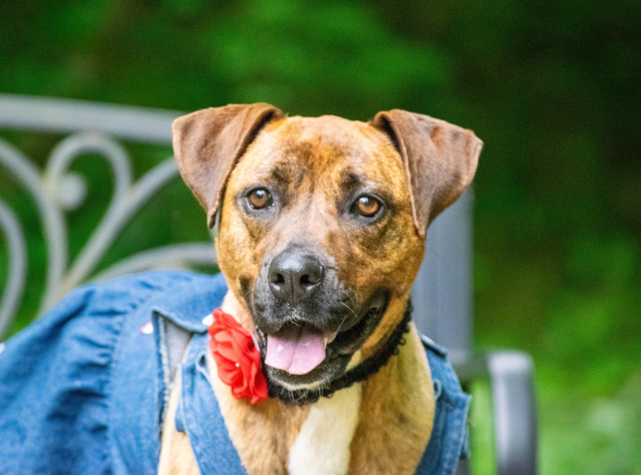 Laila Ali, a ADOPTABLE mixed breed in Sevierville, TN image 4/5