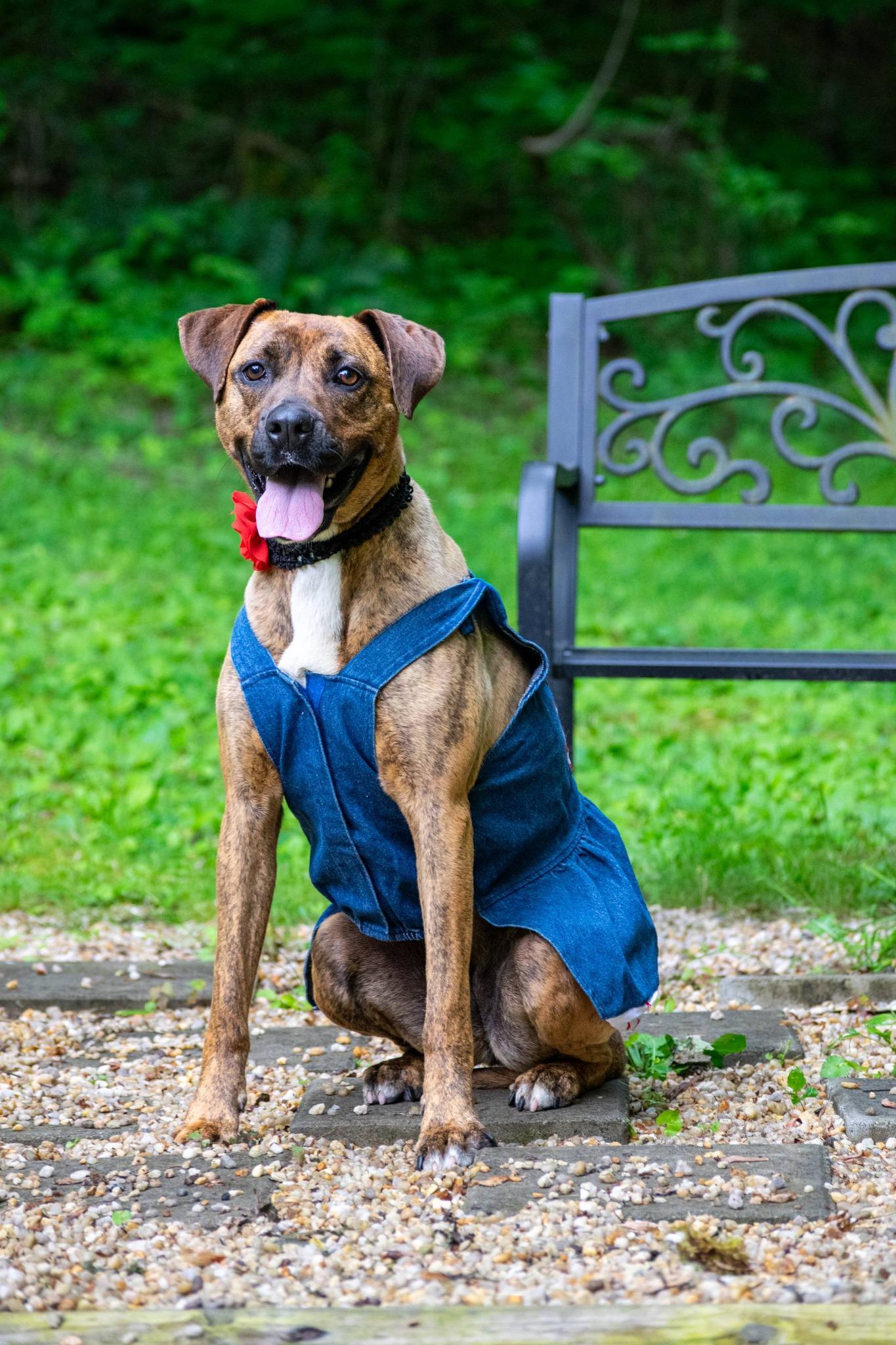 Laila Ali, a ADOPTABLE mixed breed in Sevierville, TN image 2/5