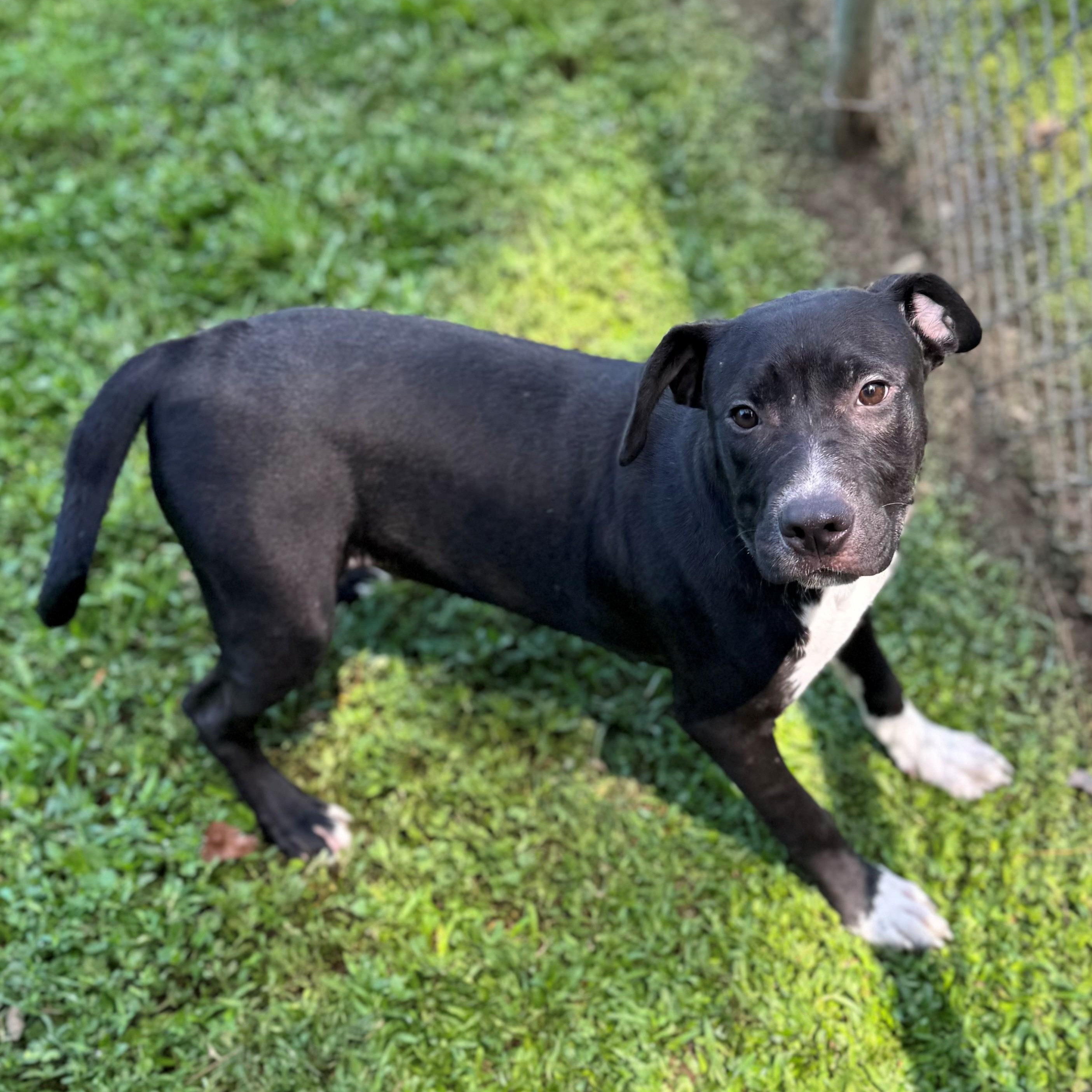Enlarge Miller, a Adoptable Mixed Breed in Summerdale, AL image 1/1