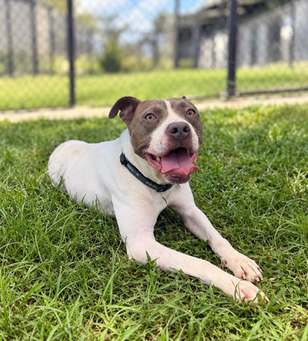 Rumi, Adoptable, Adult Female Terrier.