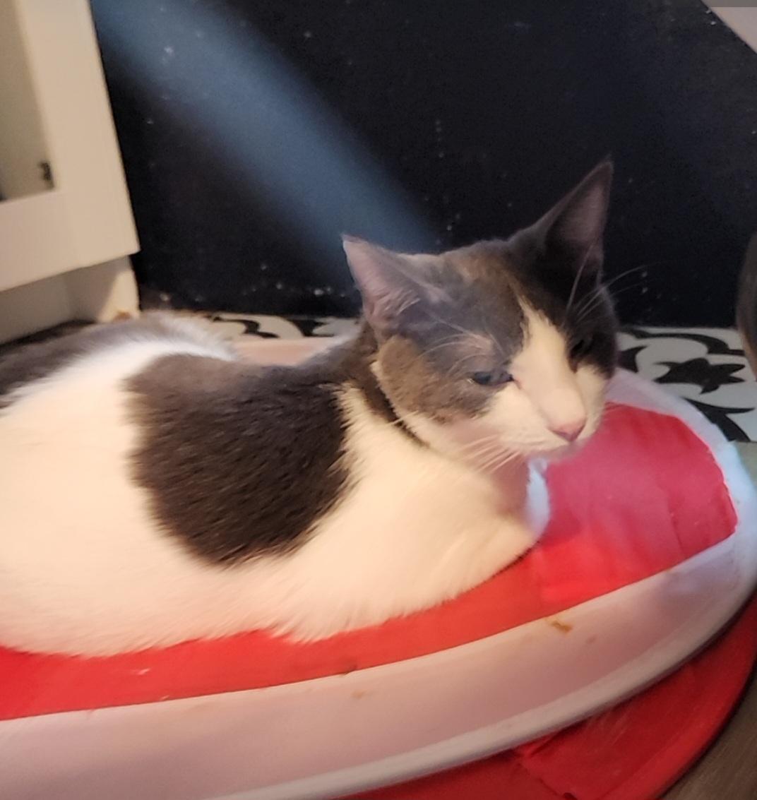 Enlarge Chili, an adoptable Domestic Short Hair in Lacey, WA image 2/4