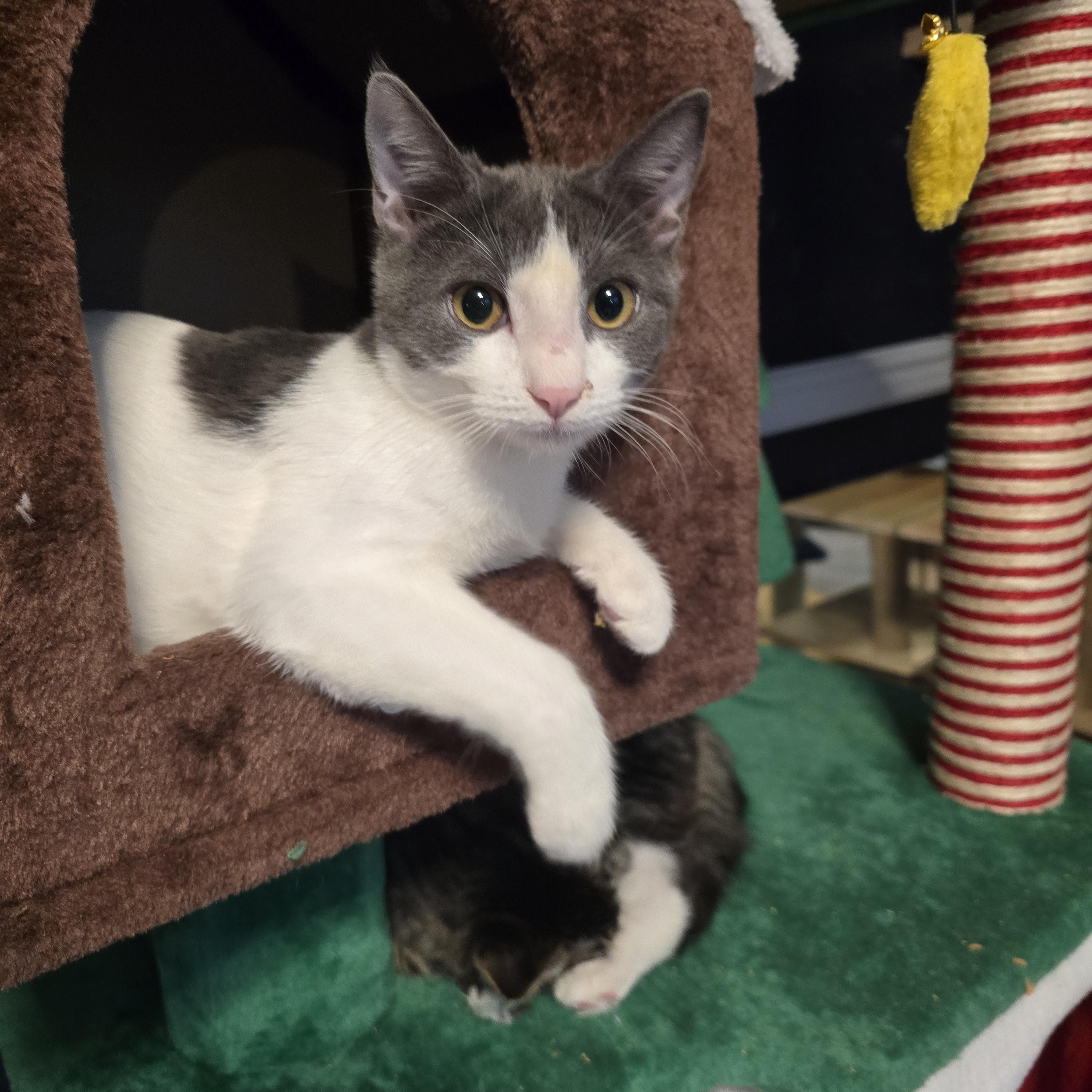 Enlarge Chili, an adoptable Domestic Short Hair in Lacey, WA image 4/4