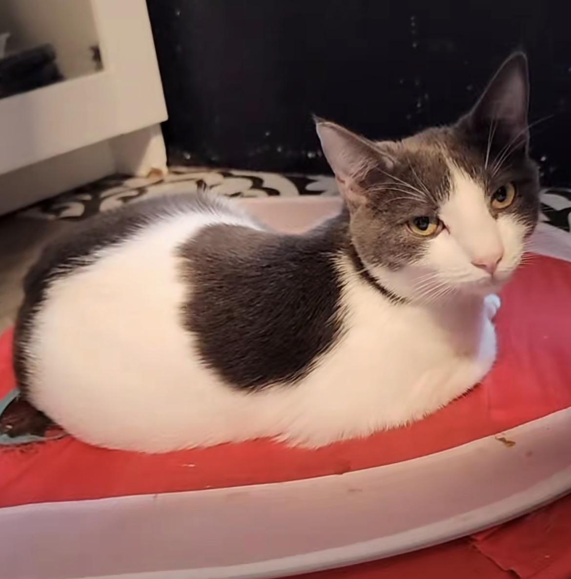 Chili, adoptable, Kitten Male Domestic Short Hair.