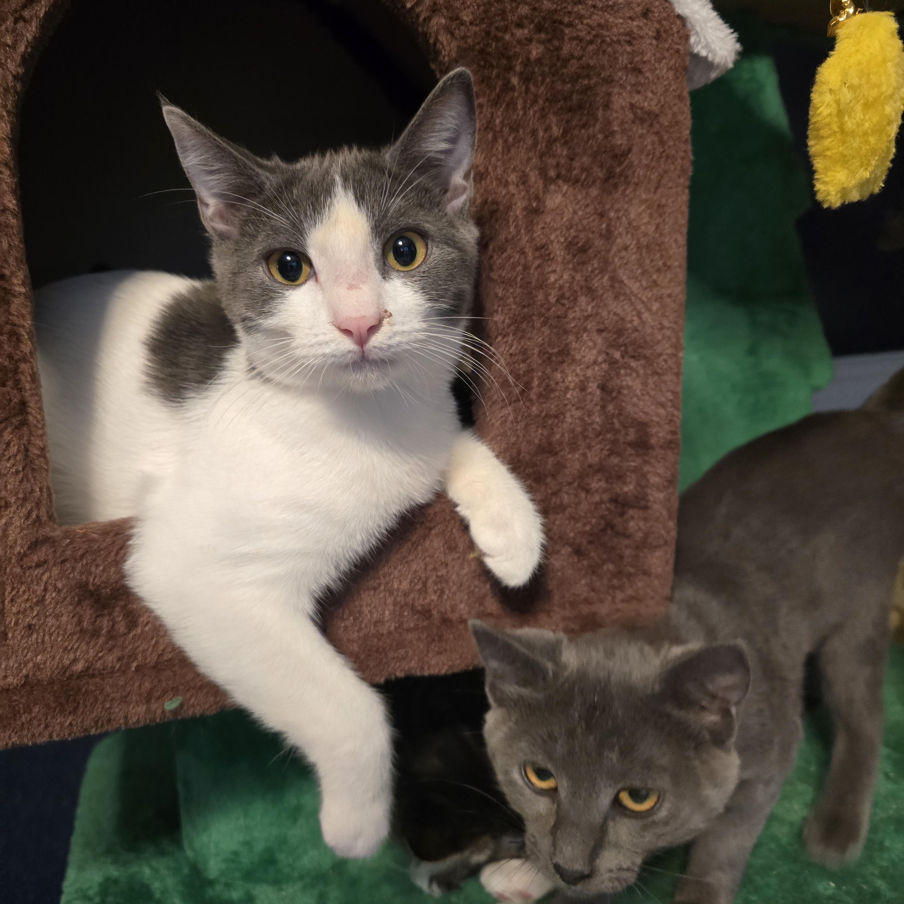 Enlarge Chili, an adoptable Domestic Short Hair in Lacey, WA image 3/4