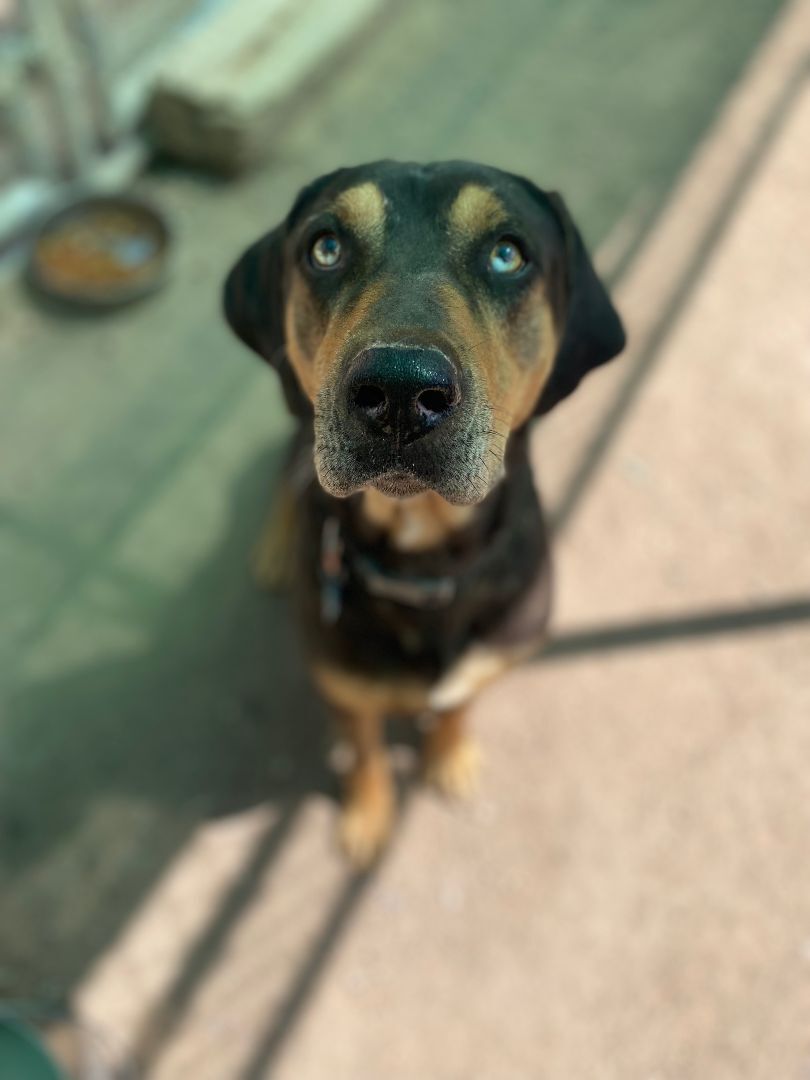 Jake, a Adoptable mixed breed in Nogales, AZ image 1/10