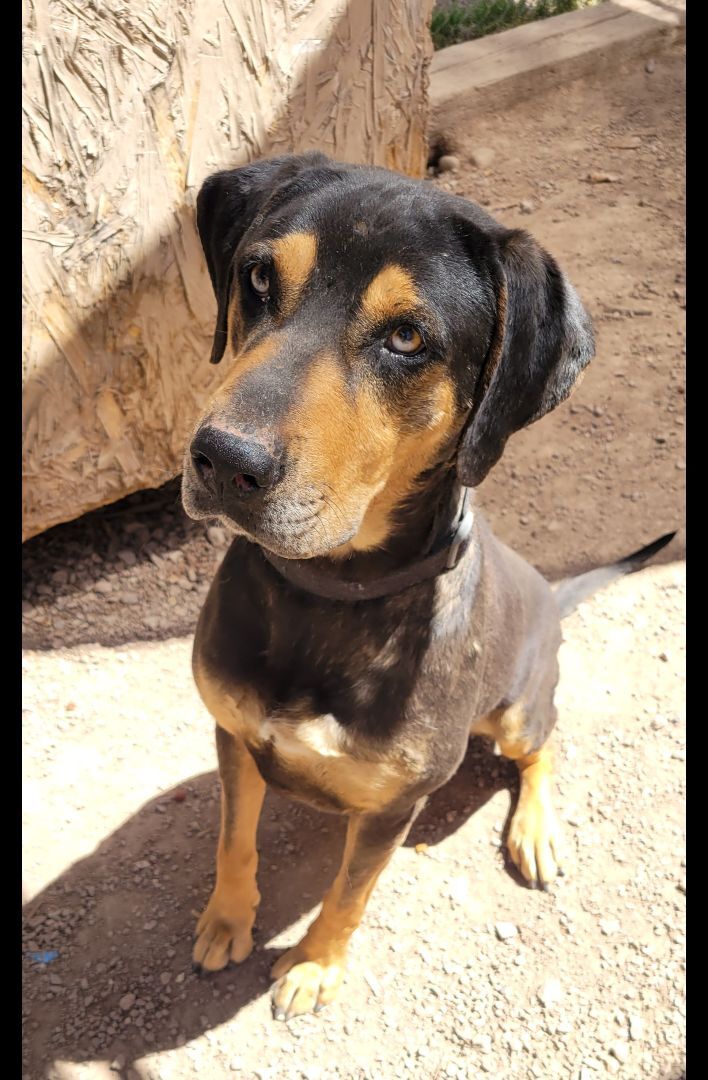 Jake, a Adoptable mixed breed in Nogales, AZ image 2/10