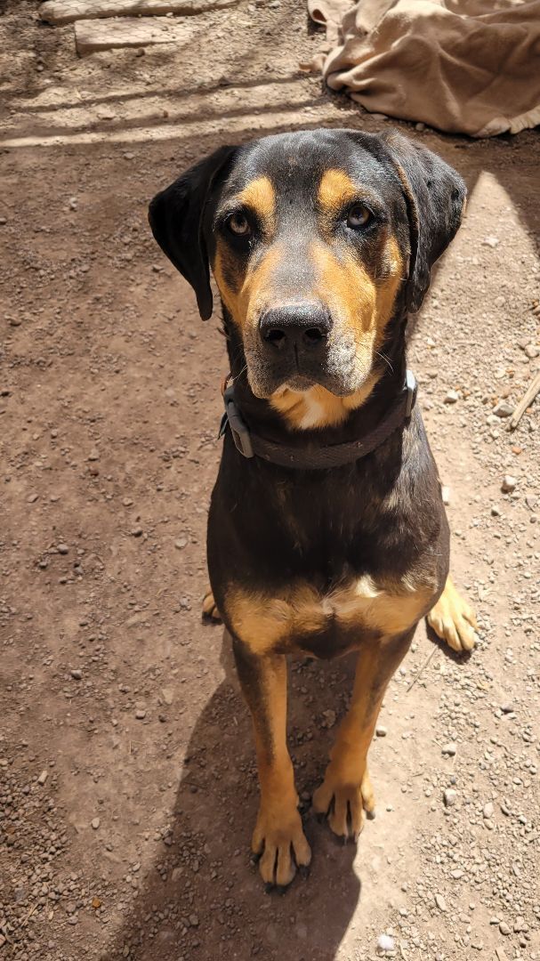 Jake, a Adoptable mixed breed in Nogales, AZ image 3/10