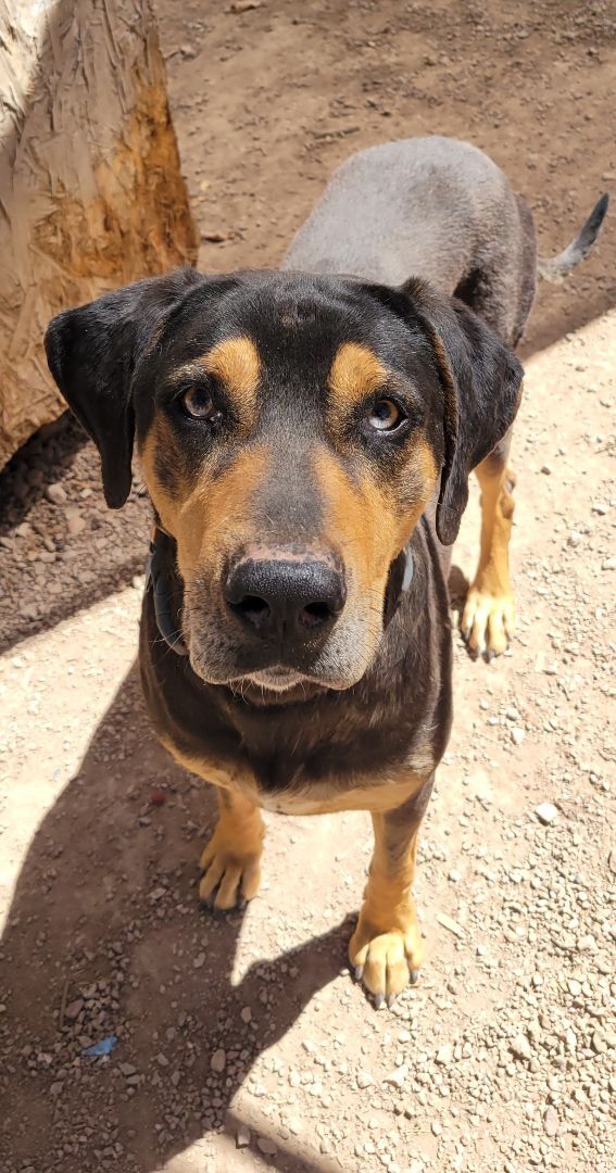 Jake, a Adoptable mixed breed in Nogales, AZ image 5/10