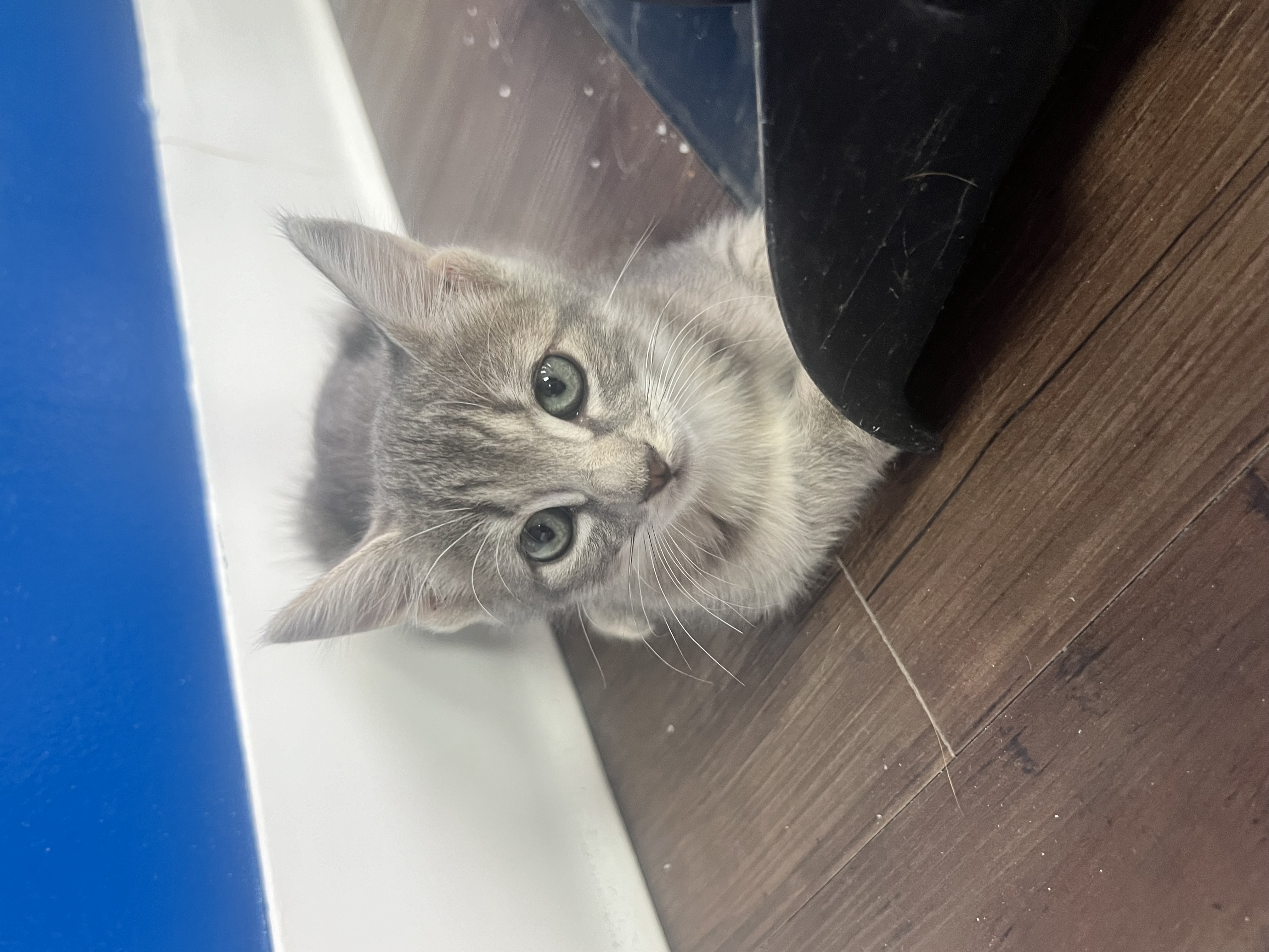 Cat for adoption Chitara, a Domestic Short Hair Mix in Hartford, CT