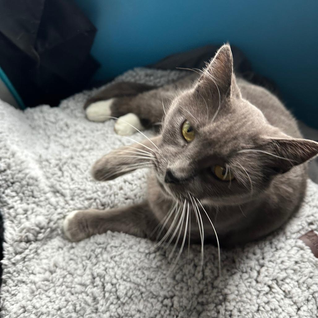 Gollum, Adoptable, Adult Female Domestic Medium Hair.