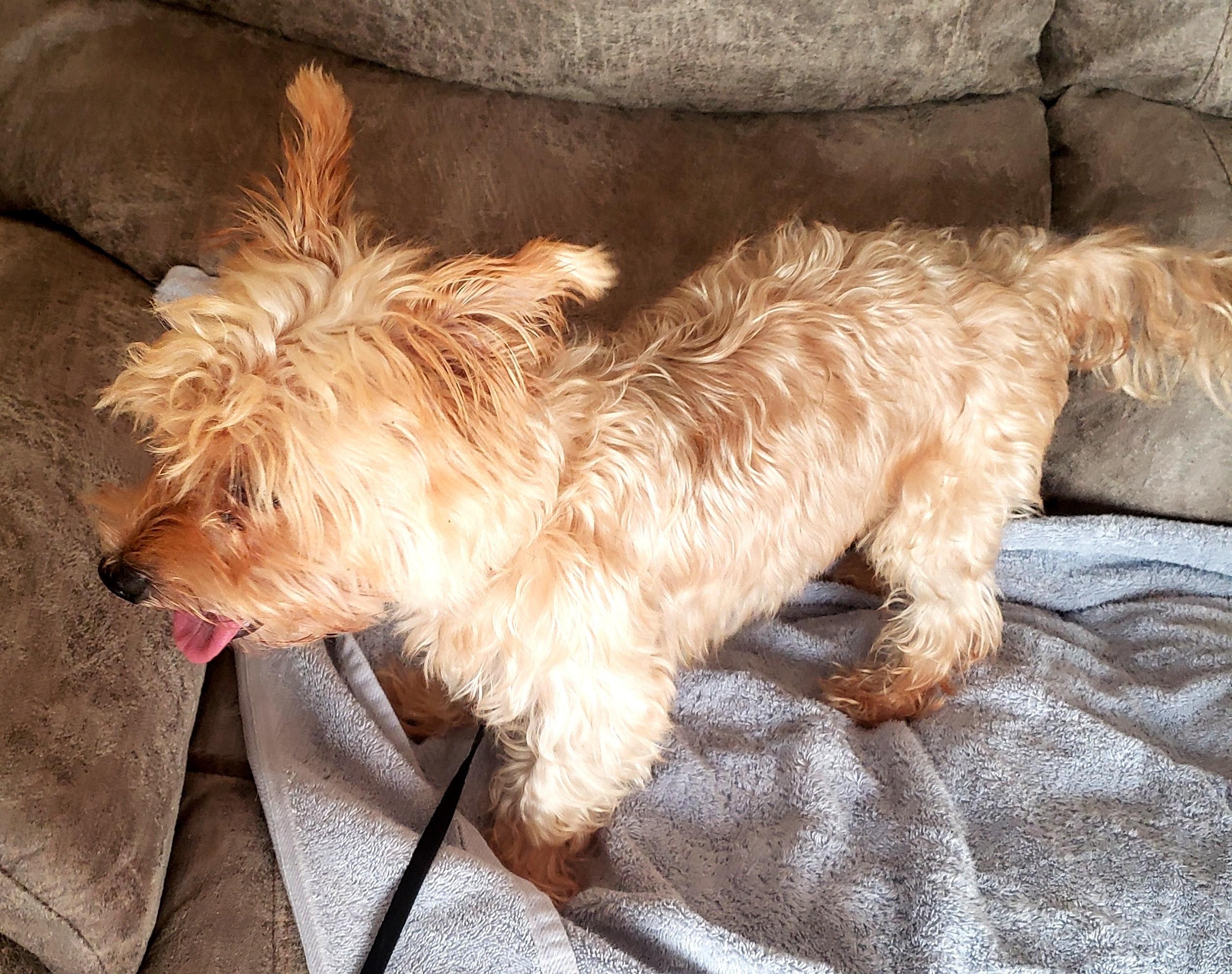 Enlarge Harley (Adopted), a Adopted mixed breed in Norman, OK image 5/5