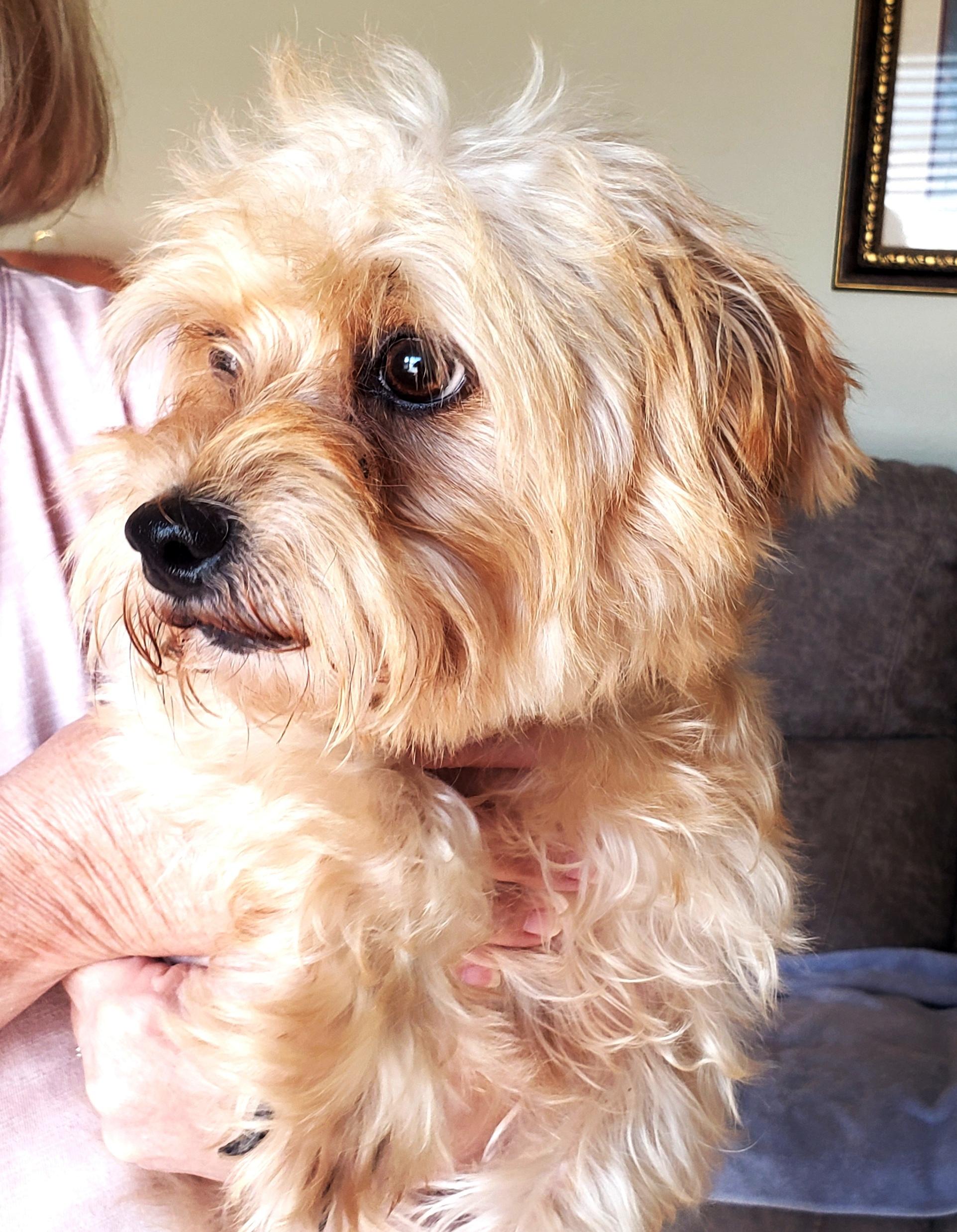 Enlarge Harley (Adopted), a Adopted mixed breed in Norman, OK image 2/5