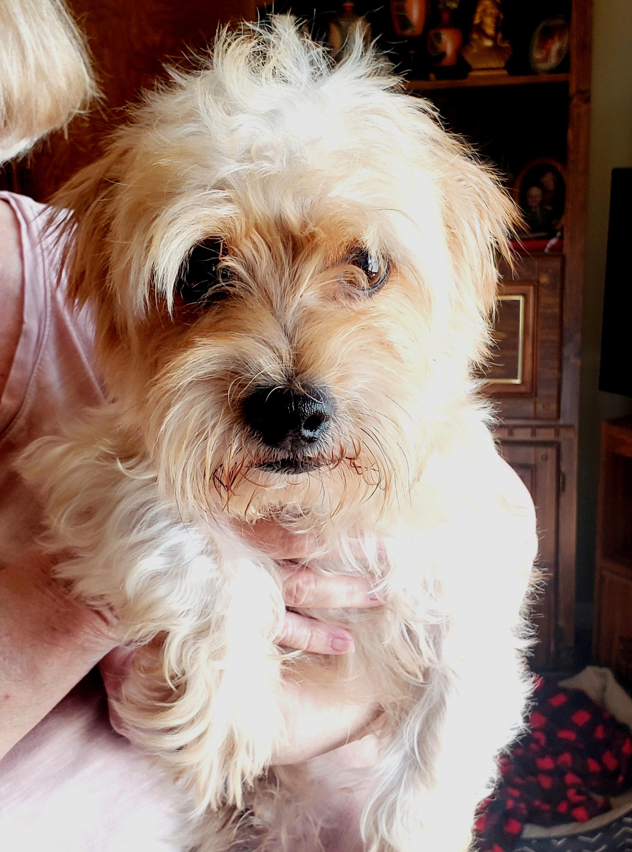 Enlarge Harley (Adopted), a Adopted mixed breed in Norman, OK image 4/5