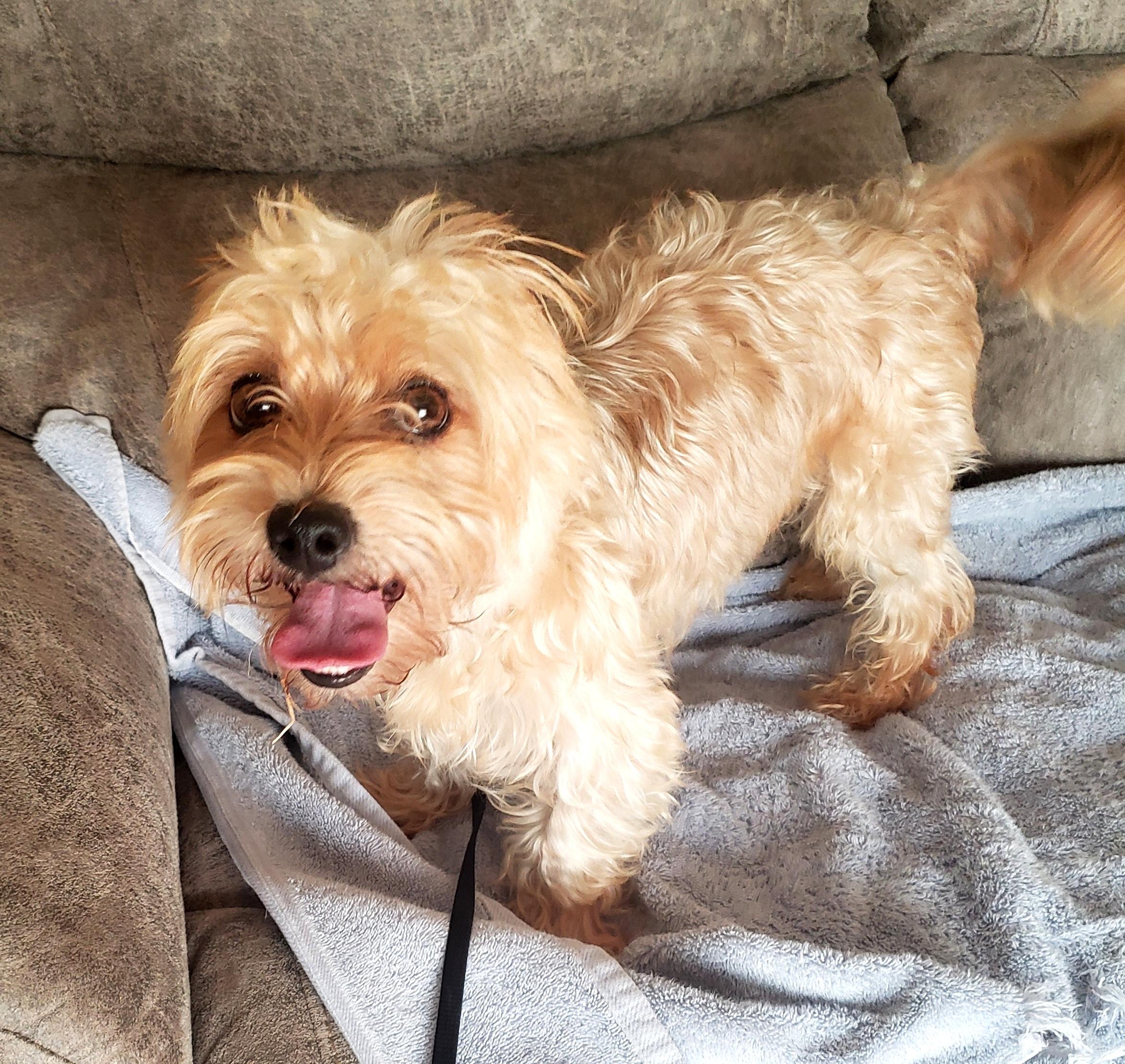Harley (Adopted), Adopted, Adult Male Yorkshire Terrier & Poodle (Toy).
