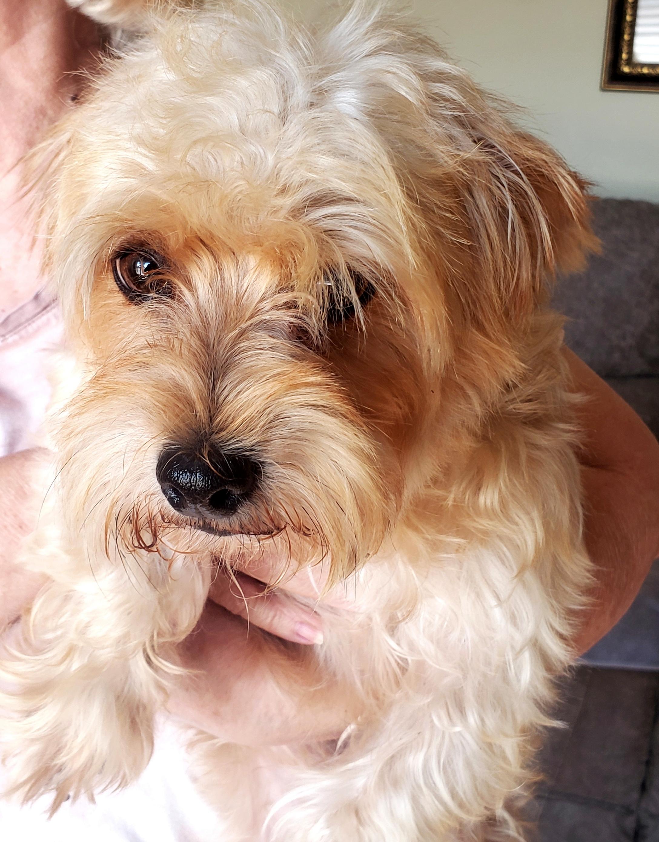 Enlarge Harley (Adopted), a Adopted mixed breed in Norman, OK image 3/5