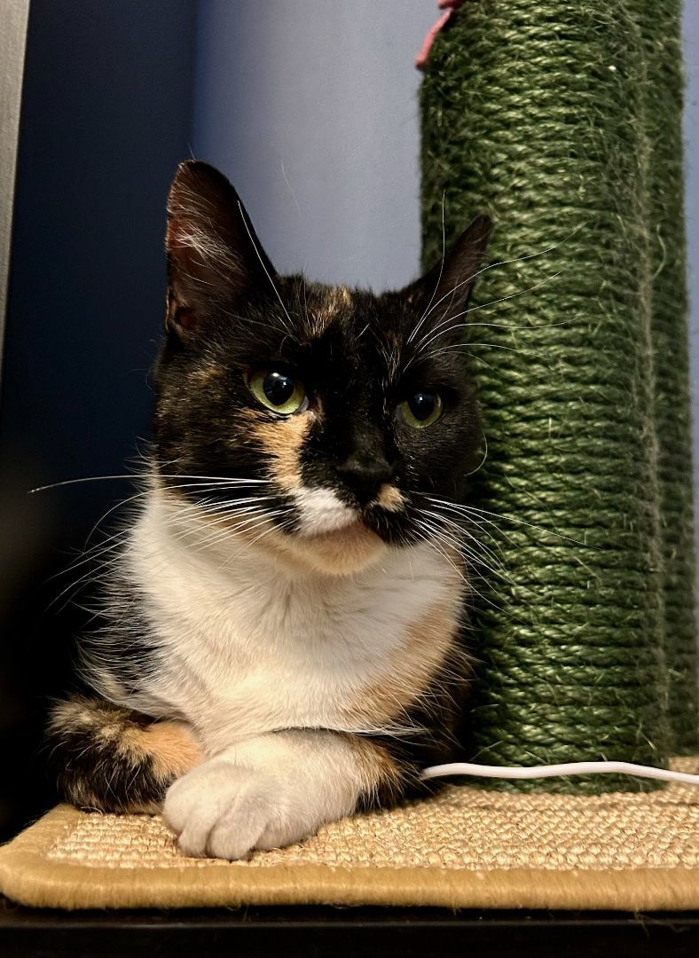 Turtle, Adopted, Young Female Calico.
