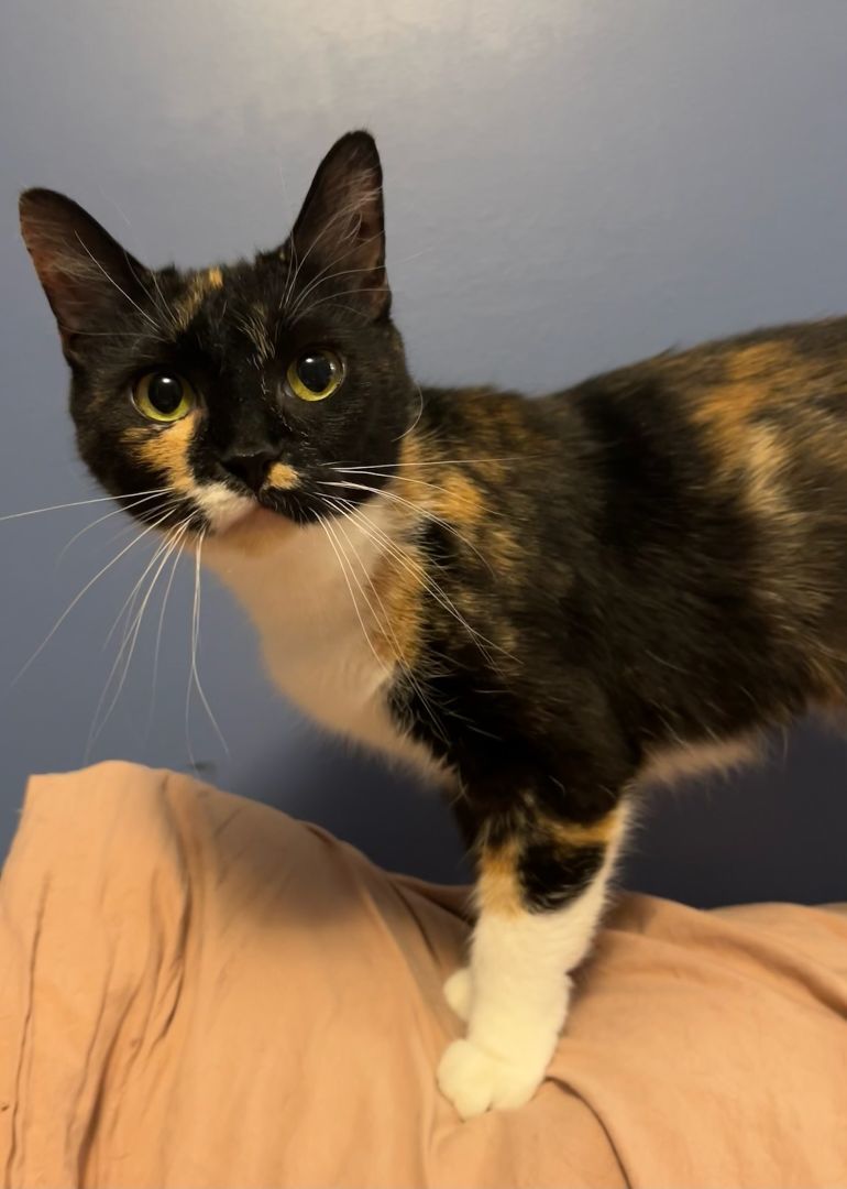 Turtle, a Adopted Calico in Hartville, OH image 2/5