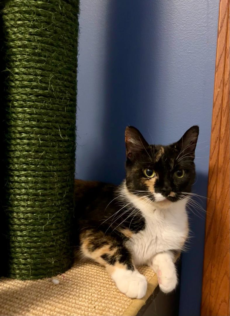 Turtle, a Adopted Calico in Hartville, OH image 3/5