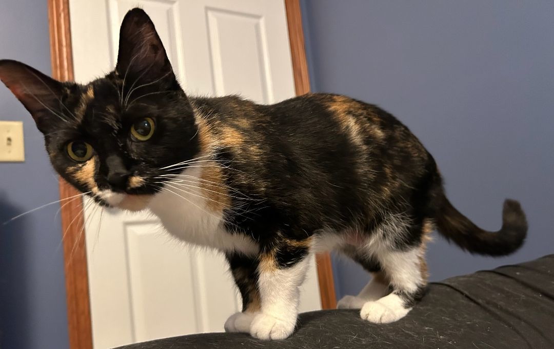 Turtle, a Adopted Calico in Hartville, OH image 4/5
