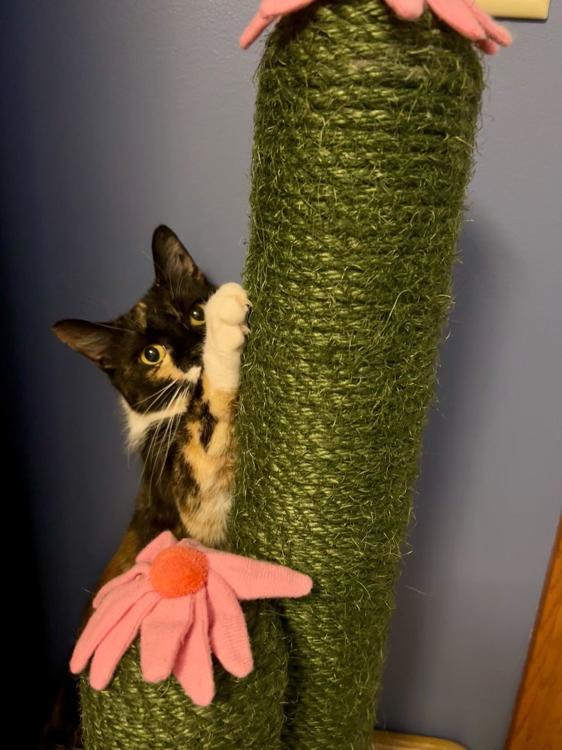 Turtle, a Adopted Calico in Hartville, OH image 5/5