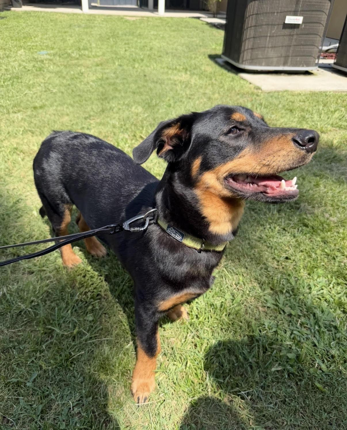 Enlarge Junior (Courtesy Post), a Adoptable Rottweiler in Statesboro, GA image 1/5